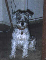 Barney photo#1