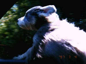 Barney photo#3