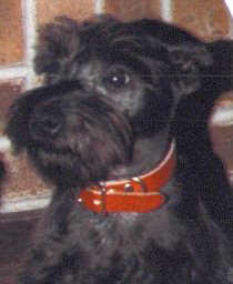 charlee photo