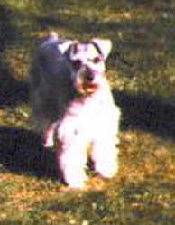woodie photo