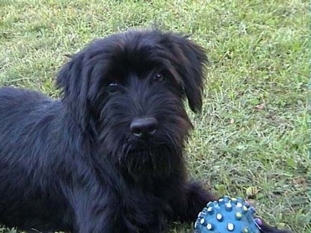 ....che vita da cani.....
