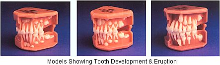 Models Showing Tooth Development & Eruption