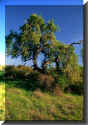 Ncaloak.jpg (48184 bytes)