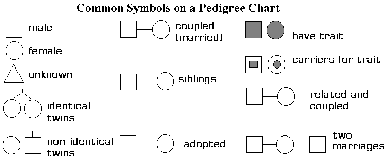 How Are Monozygotic Twins Represented On A Pedigree Chart