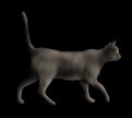 Black Cat
