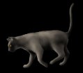 Black Cat