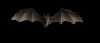 Just a small bat.  He won't harm you . . .
