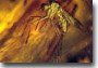 Mosquito