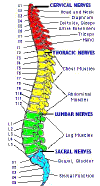 spinal_map.jpg (30677 bytes)