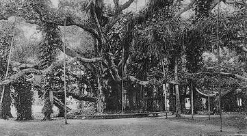 Banyan Trees from an Unknown Location in pre-partition India