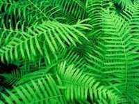 Hammock ferns, Dept. of Botany, University of Peshawar, Pakistan