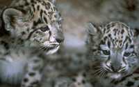 Did you know: There are about 400 snow leopards left in Pakistan, approximately 10% of the world population.