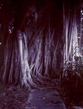 Banyan tree arising out of a pavement