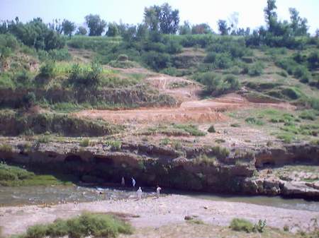 An overview of one of the plantation sites
