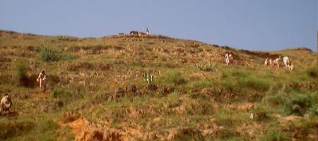 A view of the plantation site