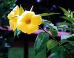 An 'Allamanda' flowering plant - Dept. of Botany, University of Peshawar, Pakistan