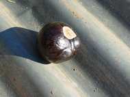 A student has left a conker (horse-chestnut tree seed) to harden on a tin roof - Photo: AJ Nov 2006