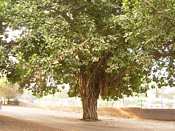 Banyan tree opposite Mohafiz Khana, also threatned