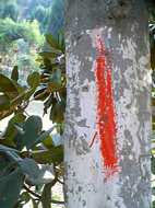 Marked for Slaughter with red paint!