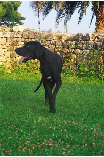 bonny ( alica )