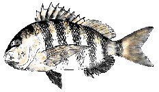 stinky fishy