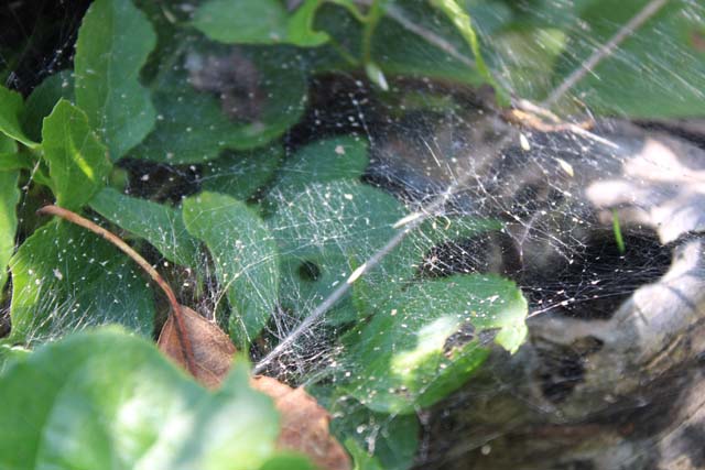 Spider web