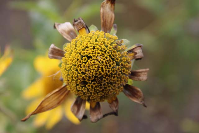 Funky yellow flower