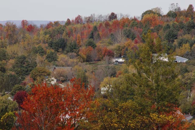 Trees with houses inside