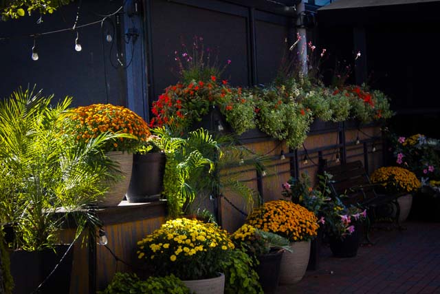 Flowers on the street
