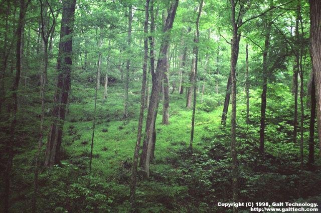 The Forest