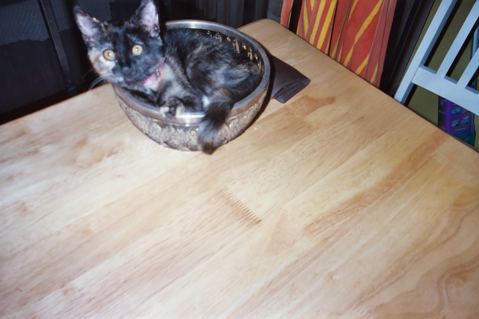 Sasha in a fruit bowl