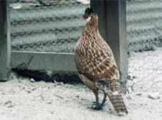 1st Year Monal Cock