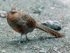 Female Lady Amherst