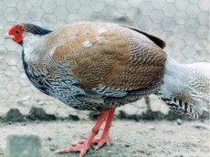 Berlioz Silver Cock