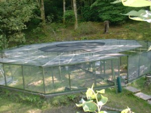 My first Decagon Aviary