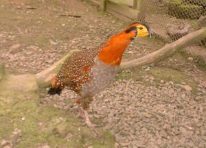 Cock Blyth's Tragopan