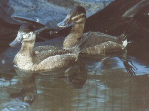 N.A.Ruddy Ducks