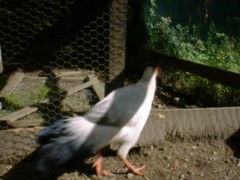 White Eared Pheasant Cock