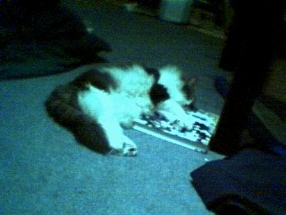 My cat sleeping