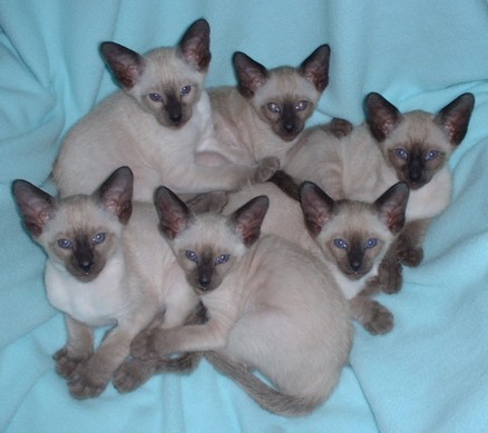 Click here for Siamese Kittens