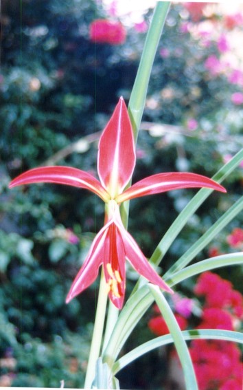 Fotograf�a Flor de Lis