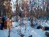 The camp in the woods