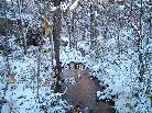 The Beaver Stream