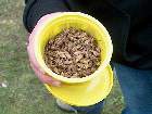 Mmmmm ... Dead Crickets!