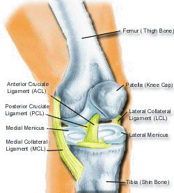 Frontal View of the Knee