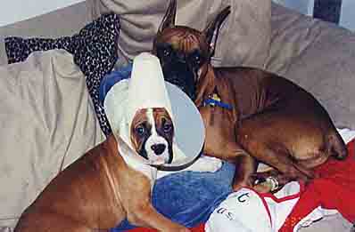 Scrapper and Diesel with his newly cropped ears
