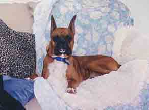 Lounging on the couch on top of soft fleeces