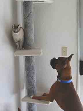 Roscoe Taunts Scrapper From his Perch on the Cat Tree