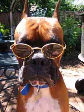 With these glasses, Scrapper looks like a old college prof!