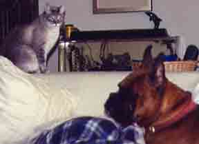 Roscoe and Scrapper have a stand-off